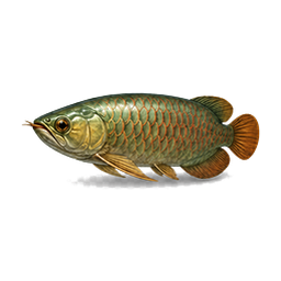 Arapaima (King)