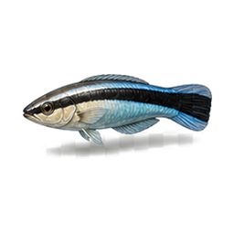 Cleaner Fish